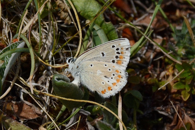 Polyommatus dorylas ?  S, femmina